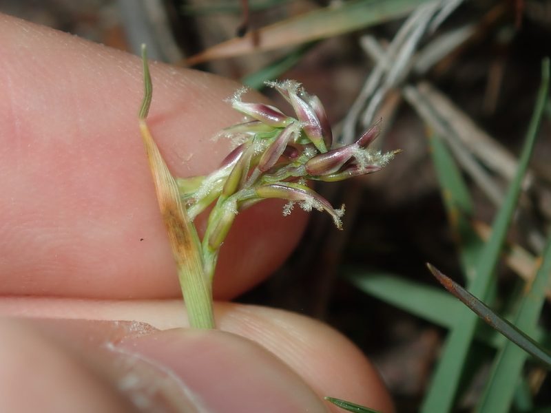 Zoysia macrantha, photographed by Thomas Mesaglio