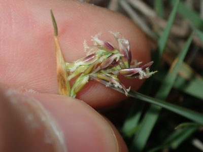 Zoysia macrantha, photographed by Thomas Mesaglio