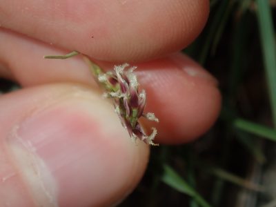 Zoysia macrantha, photographed by Thomas Mesaglio