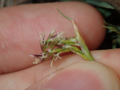 Zoysia macrantha, photographed by Thomas Mesaglio