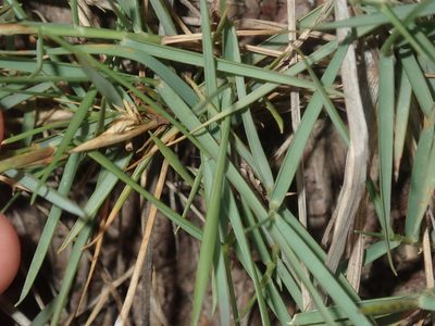 Zoysia macrantha, photographed by Thomas Mesaglio