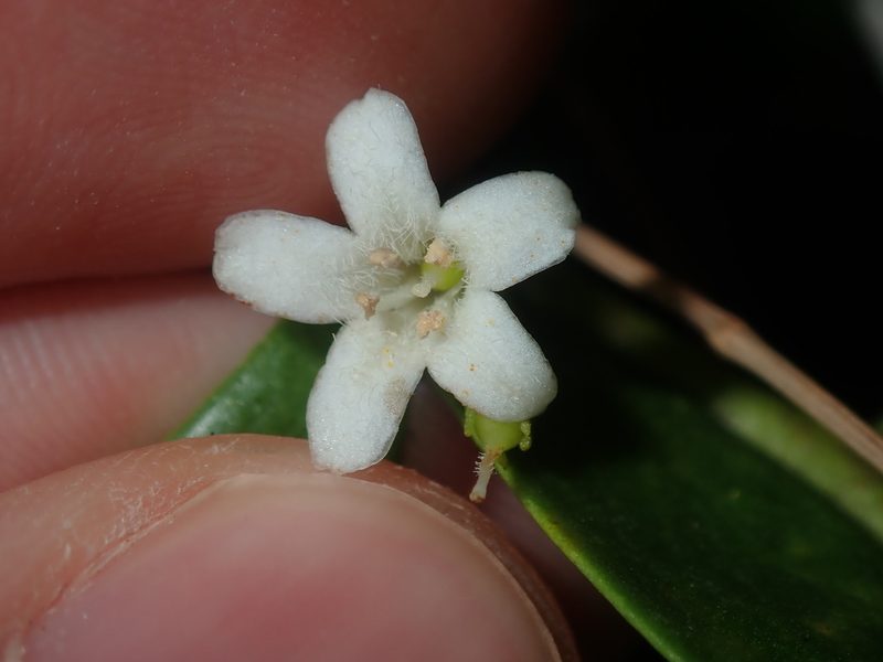Myoporum boninense, photographed by Thomas Mesaglio