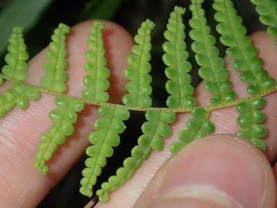 Gleichenia microphylla, photographed by Thomas Mesaglio