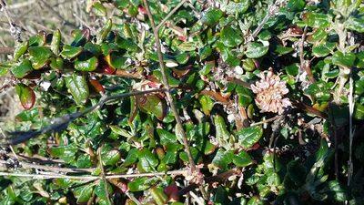 Eriogonum parvifolium, photographed by Rupert Clayton