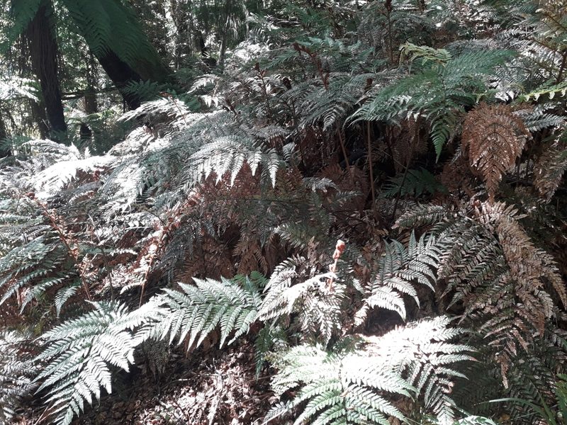 Dicksonia lanata, photographed by naturewatchwidow