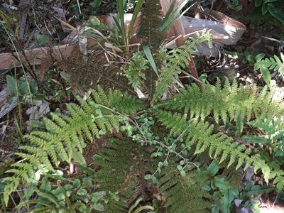 Leptopteris superba, photographed by naturewatchwidow