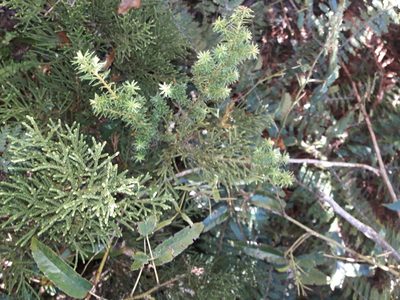 Halocarpus biformis, photographed by naturewatchwidow