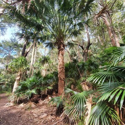 Livistona australis, photographed by ronavery