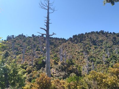 Libocedrus bidwillii, photographed by Leon Perrie