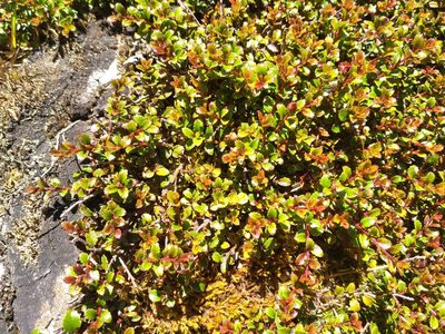 Gaultheria depressa, photographed by Leon Perrie
