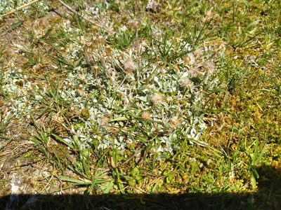Argyrotegium mackayi, photographed by Leon Perrie