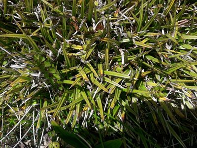 Astelia linearis, photographed by naturewatchwidow