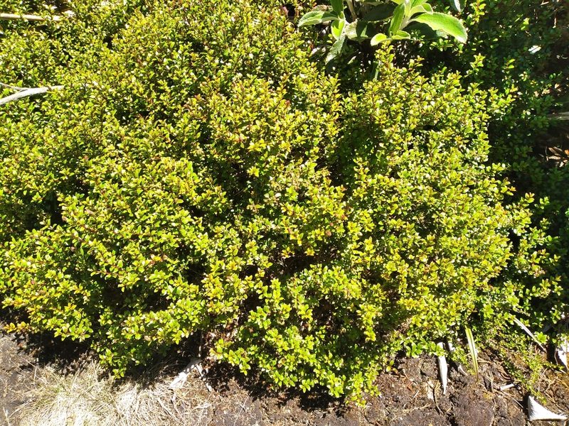 Gaultheria rupestris, photographed by Leon Perrie