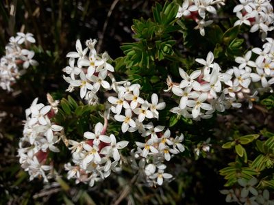 Pimelea buxifolia, photographed by naturewatchwidow