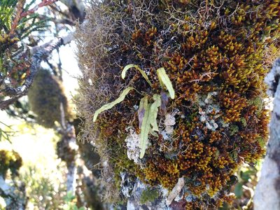 Notogrammitis angustifolia, photographed by Leon Perrie