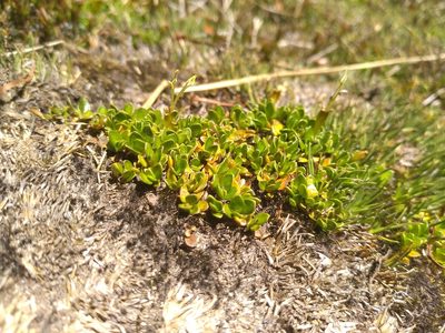Coprosma perpusilla, photographed by Leon Perrie