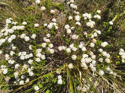 Pimelea buxifolia, photographed by Leon Perrie