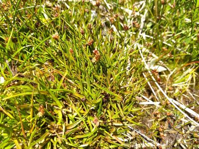 Juncus antarcticus, photographed by Leon Perrie