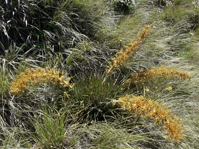 Aciphylla colensoi, photographed by naturewatchwidow