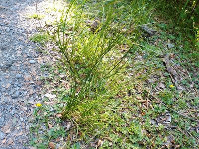 Juncus tenuis, photographed by Leon Perrie