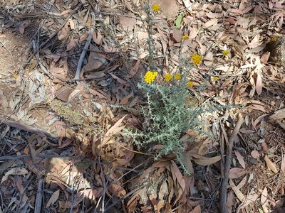 Chrysocephalum semipapposum, photographed by Lisa D.