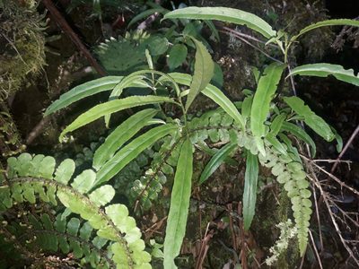 Melicytus lanceolatus, photographed by naturewatchwidow