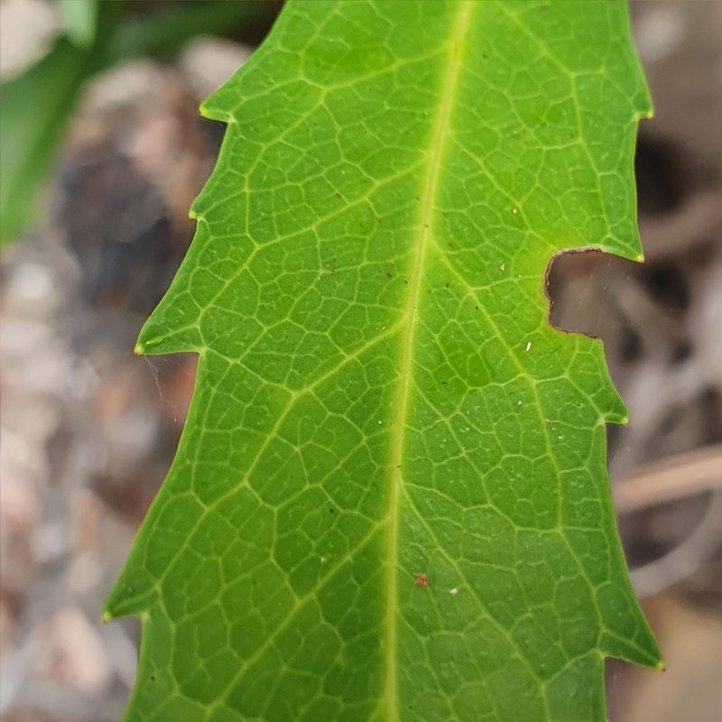 Lomatia myricoides, photographed by ronavery