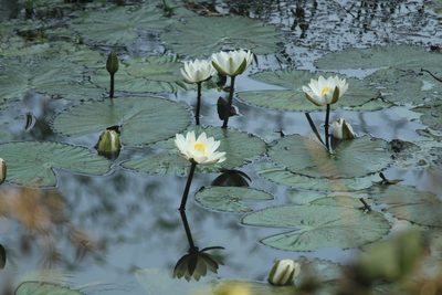 Nymphaea pubescens, photographed by Haneesh K M