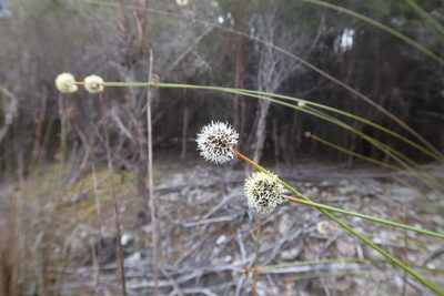 Gymnoschoenus sphaerocephalus, photographed by Cowirrie