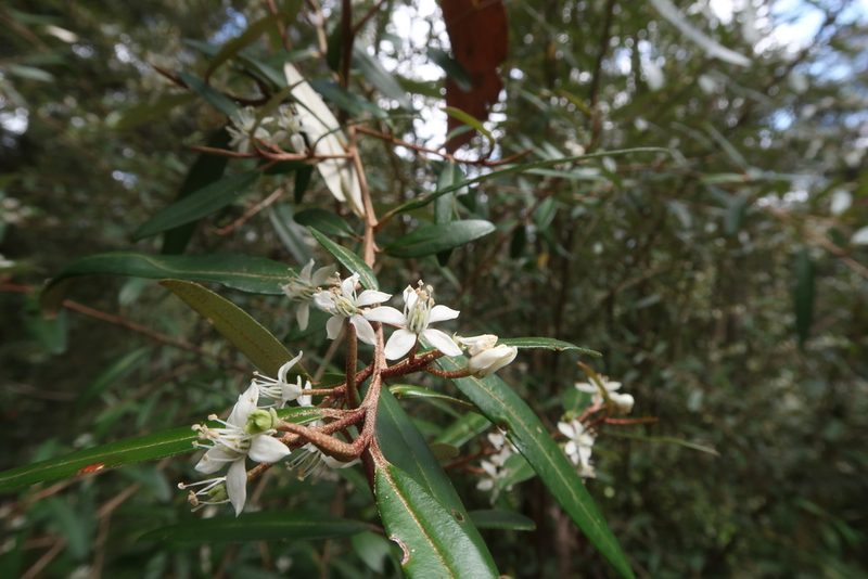 Nematolepis squamea, photographed by Cowirrie