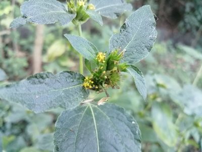 Synedrella nodiflora, photographed by 五色鳥