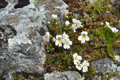 Euphrasia revoluta, photographed by Christopher Stephens