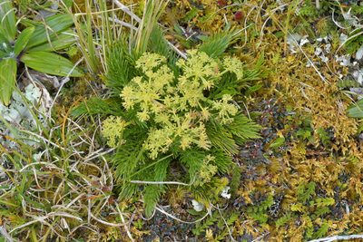 Aciphylla dissecta, photographed by Christopher Stephens