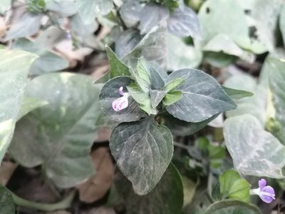 Dicliptera chinensis, photographed by 五色鳥