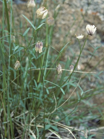 Trifolium dedeckerae, photographed by Jim Morefield