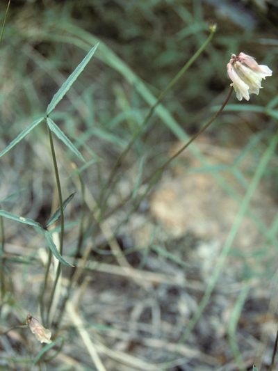 Trifolium dedeckerae, photographed by Jim Morefield