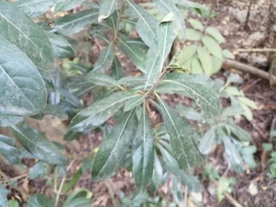 Pittosporum pentandrum, photographed by 五色鳥