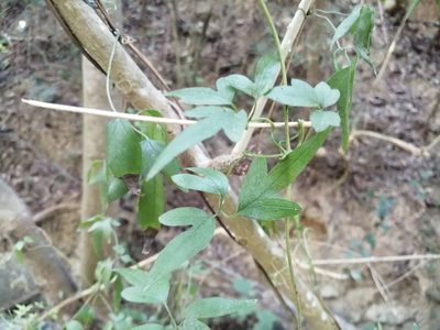 Clematis formosana, photographed by 五色鳥