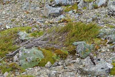 Dracophyllum rosmarinifolium, photographed by Christopher Stephens