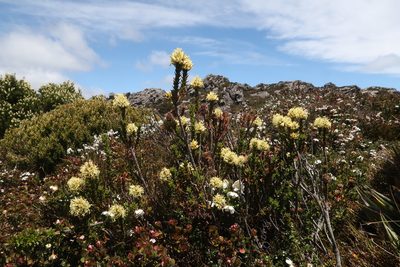 Richea sprengelioides, photographed by Cowirrie