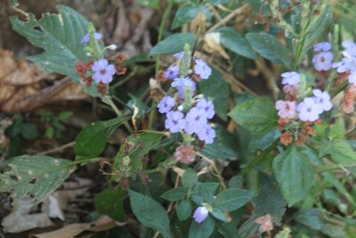Eranthemum pulchellum, photographed by Haneesh K M