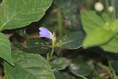 Cynarospermum asperrimum, photographed by Haneesh K M