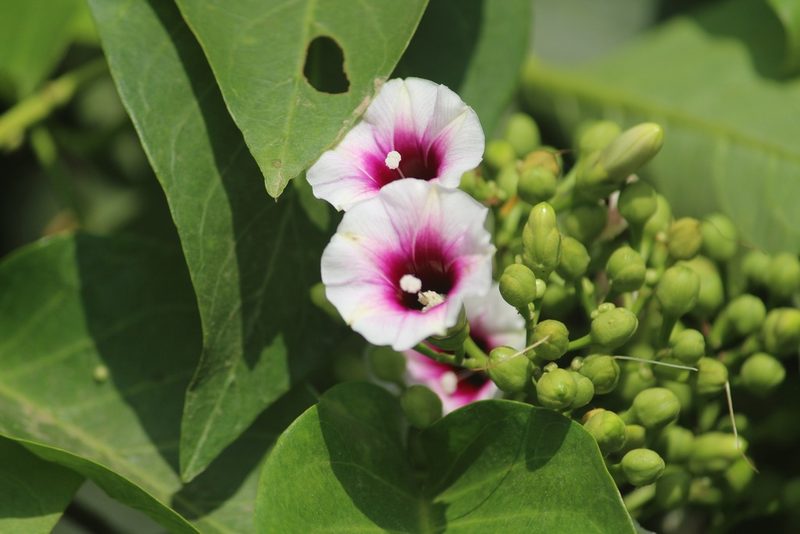Ipomoea staphylina, photographed by Haneesh K M