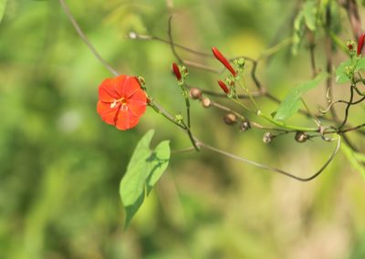 Ipomoea hederifolia, photographed by Haneesh K M