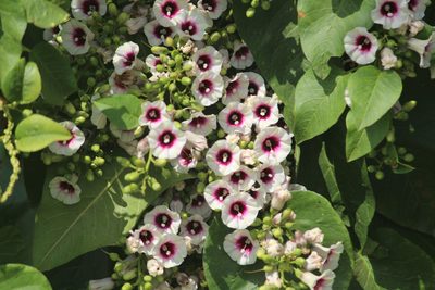 Ipomoea staphylina, photographed by Haneesh K M