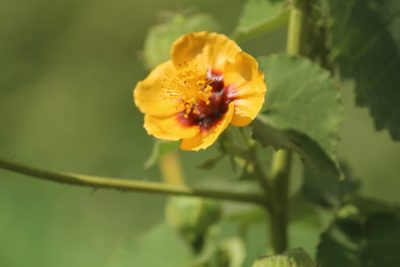 Abutilon hirtum, photographed by Haneesh K M