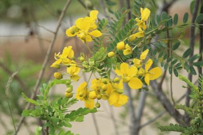Senna auriculata, photographed by Haneesh K M