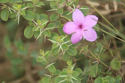 Barleria mysorensis, photographed by Haneesh K M