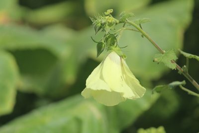 Hibiscus vitifolius, photographed by Haneesh K M