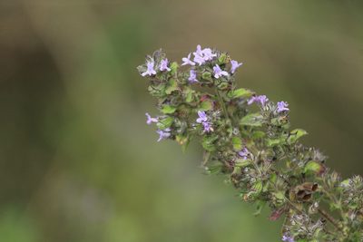 Mesosphaerum suaveolens, photographed by Haneesh K M